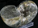 Polished Anapuzosia Ammonite Fossils #25207-2
